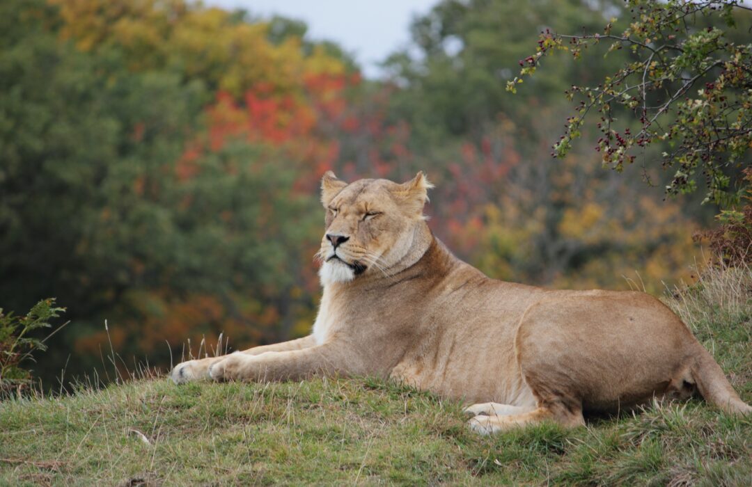 Diego Bruschi su <em>Animalia</em>